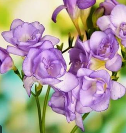 Freesia