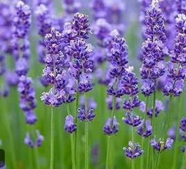 Lavender