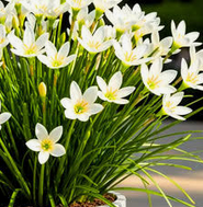 Lily