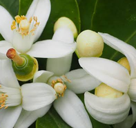 Neroli