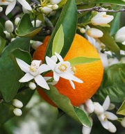 Neroli