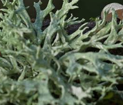 Oakmoss