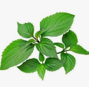 Patchouli