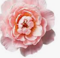 Peony