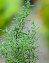 Rosemary