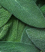 Sage