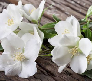 Jasmine