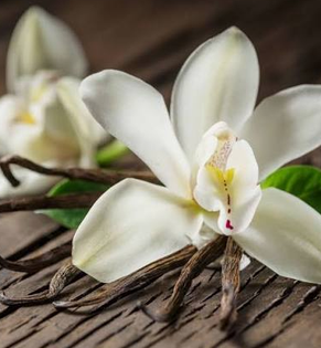 Vanilla