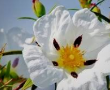 Labdanum