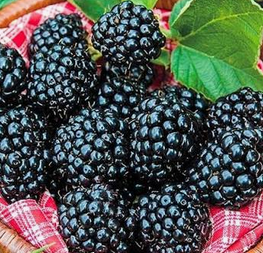 Blackberry