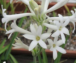 Tuberose