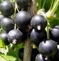 Black Currant