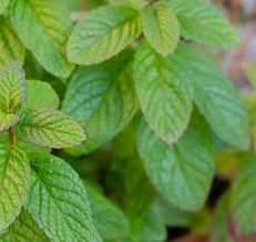 Spearmint
