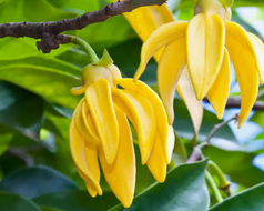 Ylang Ylang