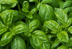 Basil
