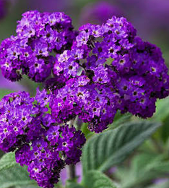 Heliotrope