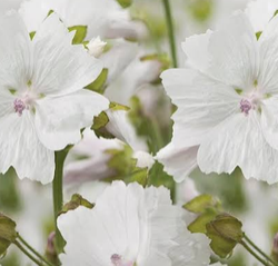 White Musk