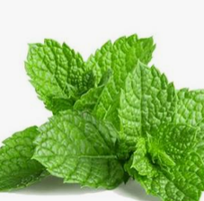 Mint