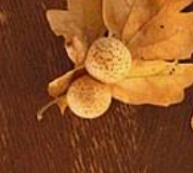 Oak