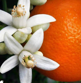 Orange Blossom