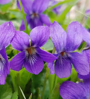 Violet